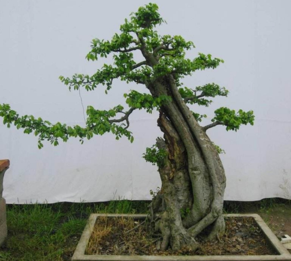 山上适合做盆景的树,山上有什么树做盆景