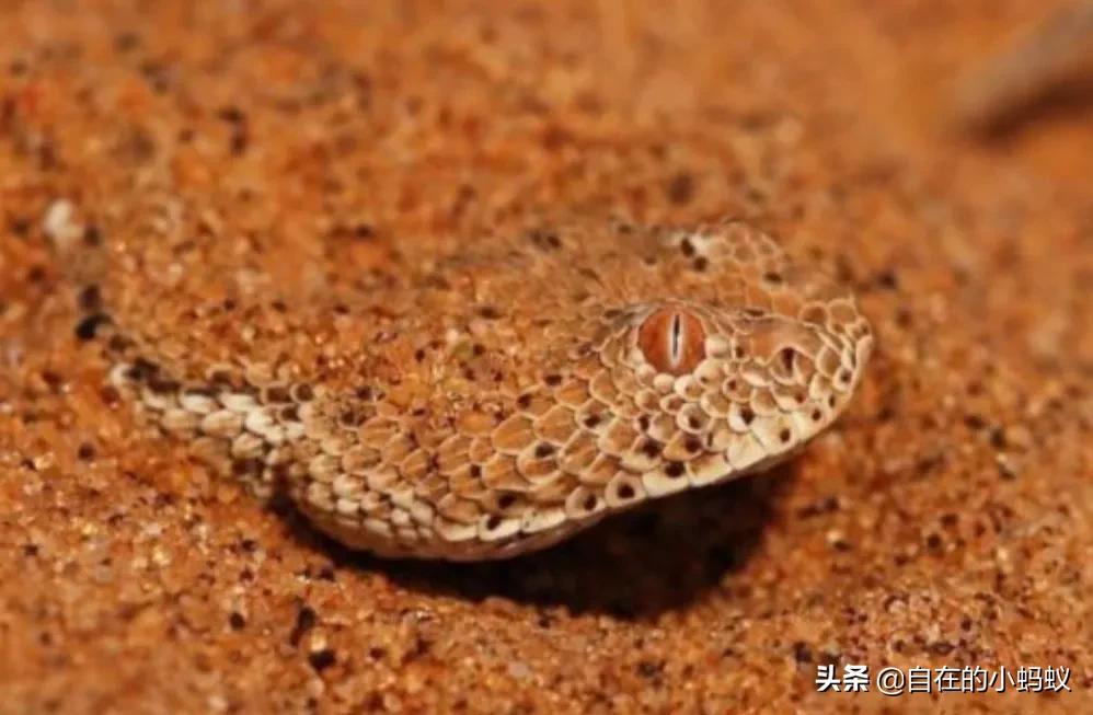 一生不喝水，却活成沙漠里的魔鬼蛇，爬行方式太优美毒蛇响尾蛇