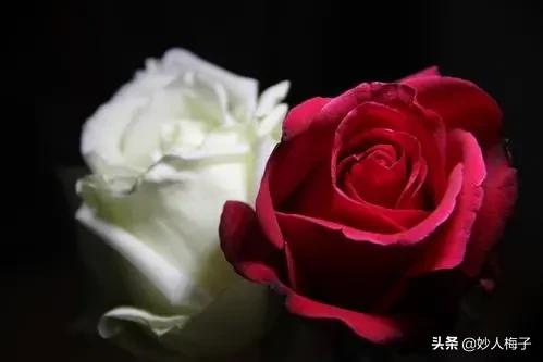张爱玲的红玫瑰与白玫瑰讲了什么,红玫瑰与白玫瑰张爱玲全文