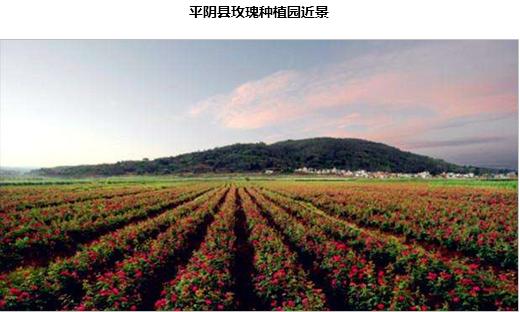 半年卖十亿，半亩花田凭什么？1万6千字告诉你