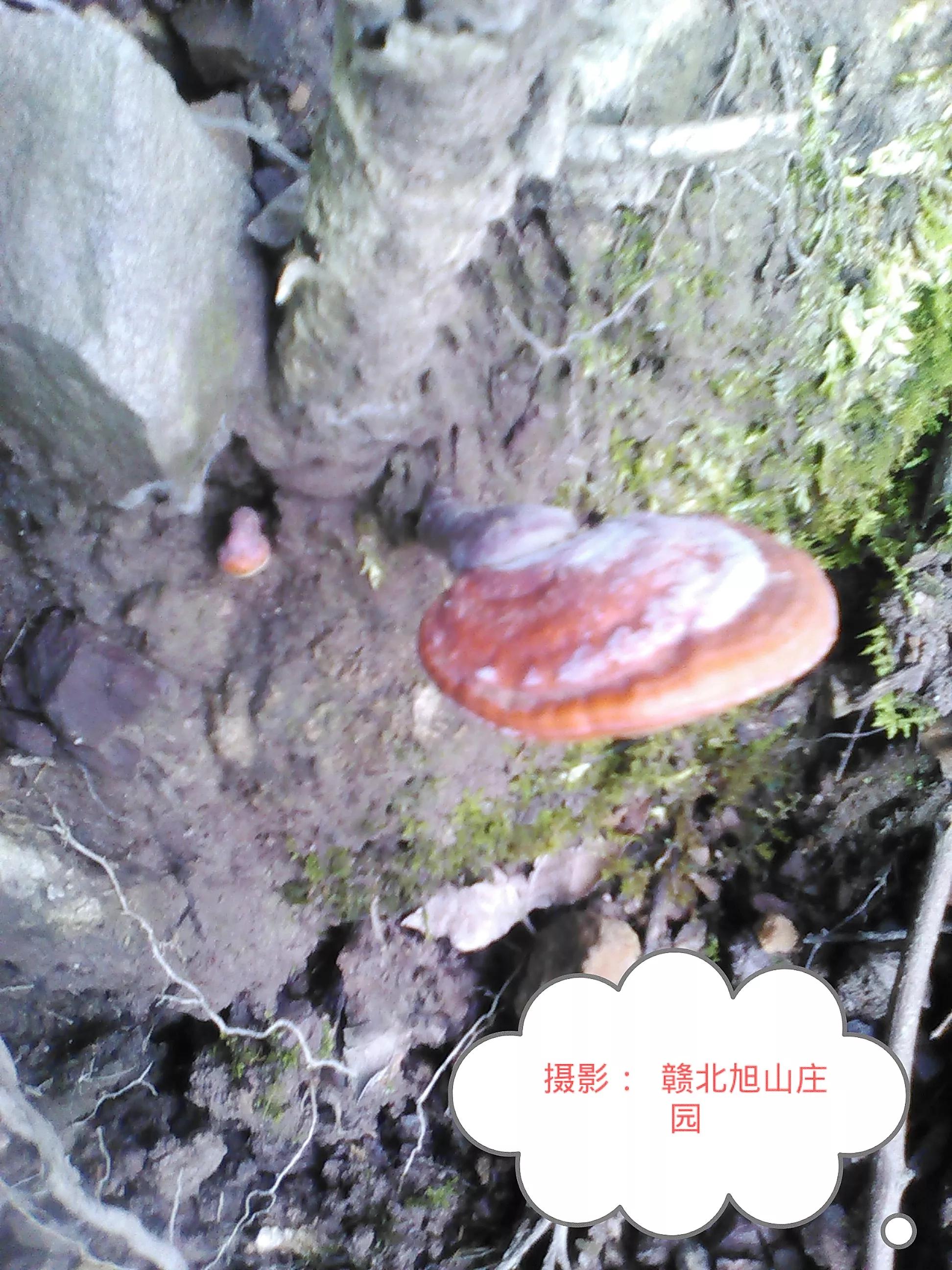 江西省赣北旭山庄园,灵芝旭山庄园