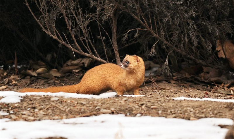 黄鼠狼为什么不宜人吃,为什么不能吃黄鼠狼