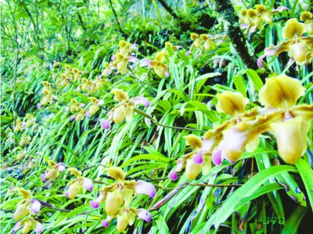 中国兰花之乡有哪些？为何云南独占7个？