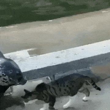 跟猫咪玩耍的时候它咬人,猫咪咬人怎么办一招教你制服