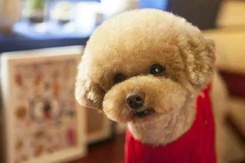 最适合新手养的狗狗十大排行榜,十种最好养的狗狗优缺点图片