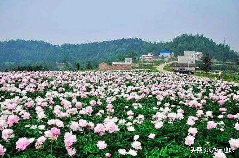 成都周边适合秋天看花的地方,成都周边看花攻略国庆节节