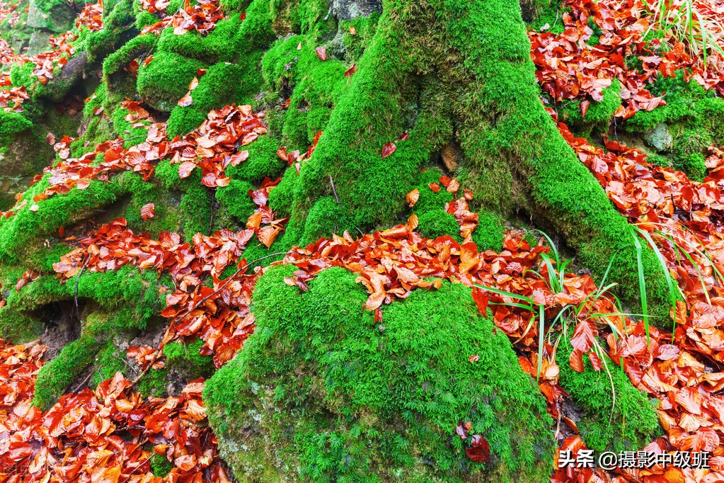 超实用的摄影五大构图技巧,摄影构图五种基本构图法