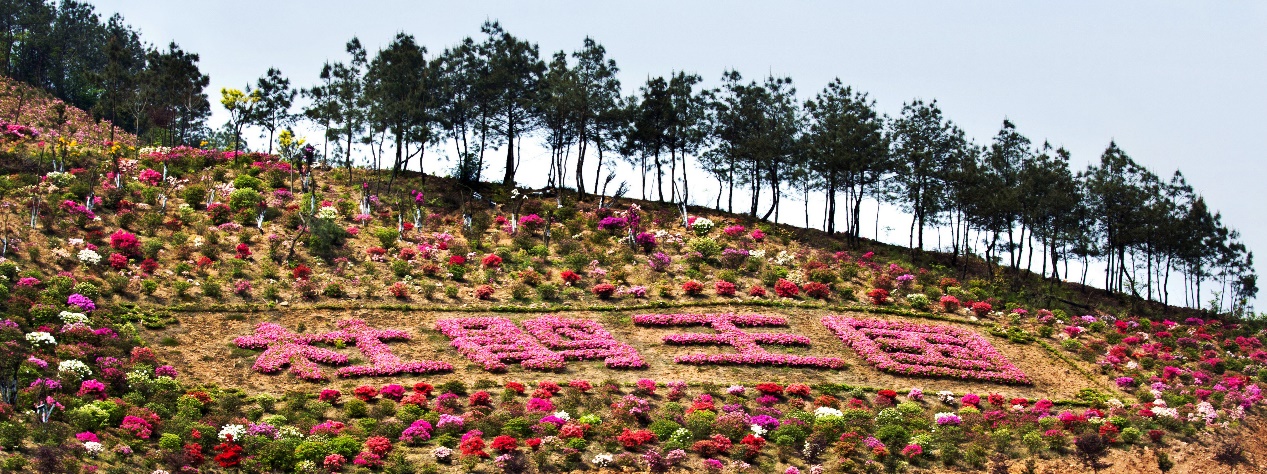 春季各种花的吃法,鲜花头花做法大全