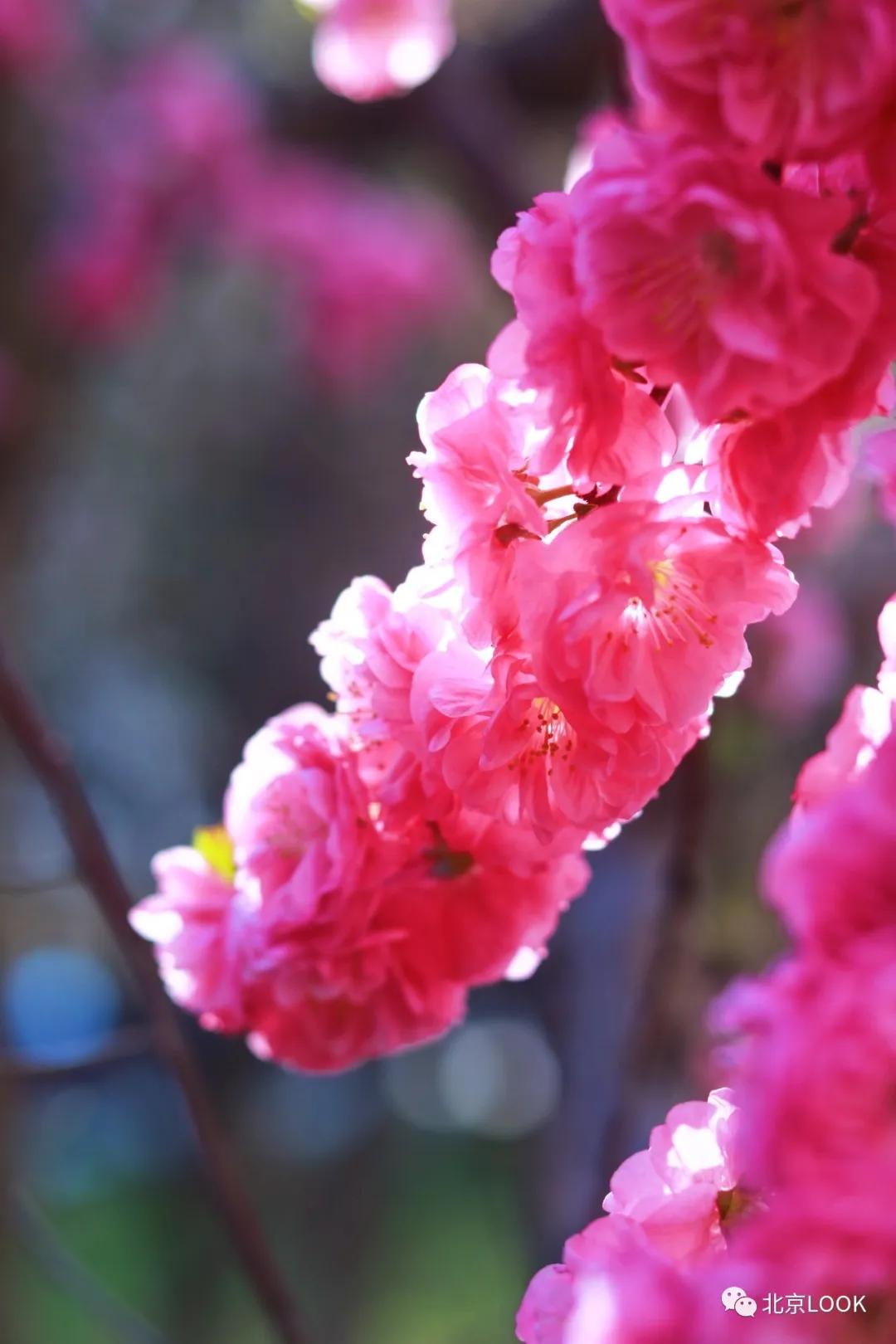 北京小区的早晨,北京小区里的傍晚