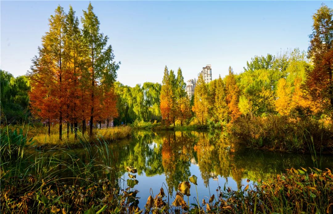 济南森林公园雪景,济南最美森林公园