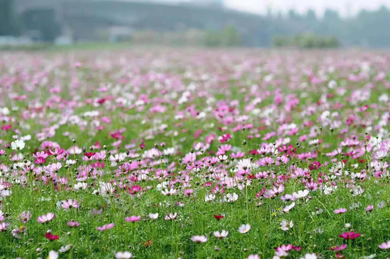景富花卉苗木基地,培坤绿化苗木