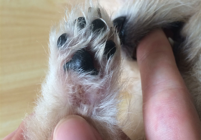 狗狗脚趾真菌感染怎样治疗,狗狗真菌感染怎么预防