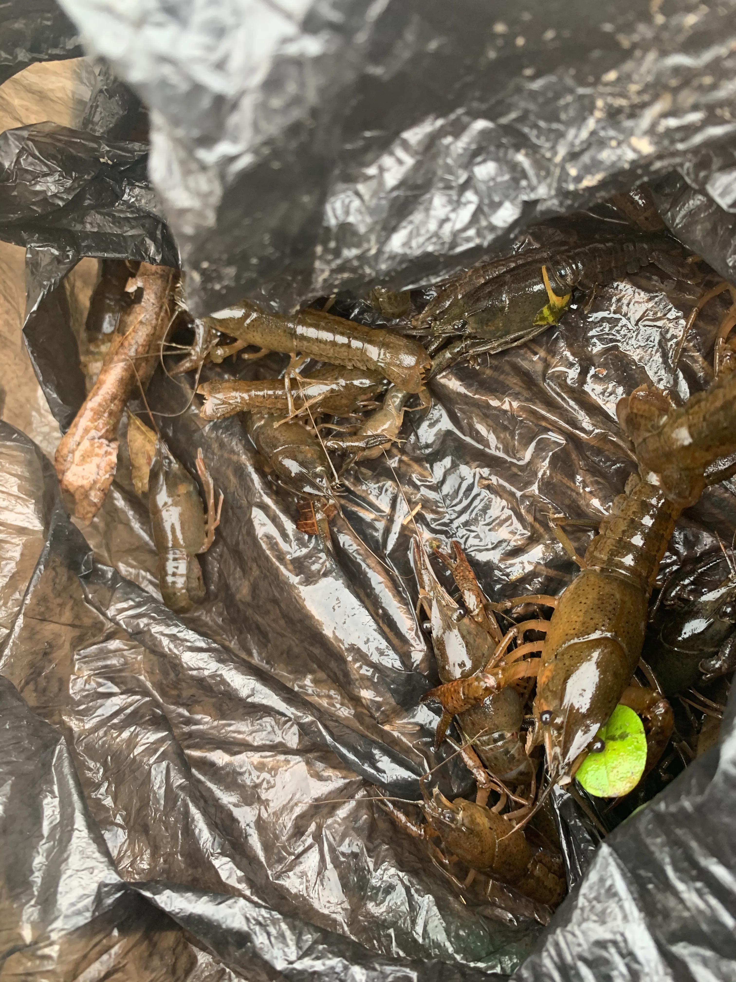 目前小龙虾养殖的前景如何,未来的小龙虾养殖前景