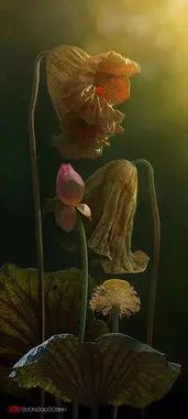 残荷虽败风骨犹存文案,残荷虽败能听雨