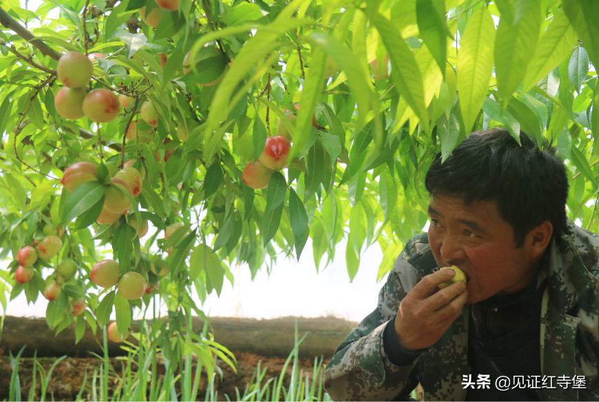 高堡油桃,红寺堡油桃采摘