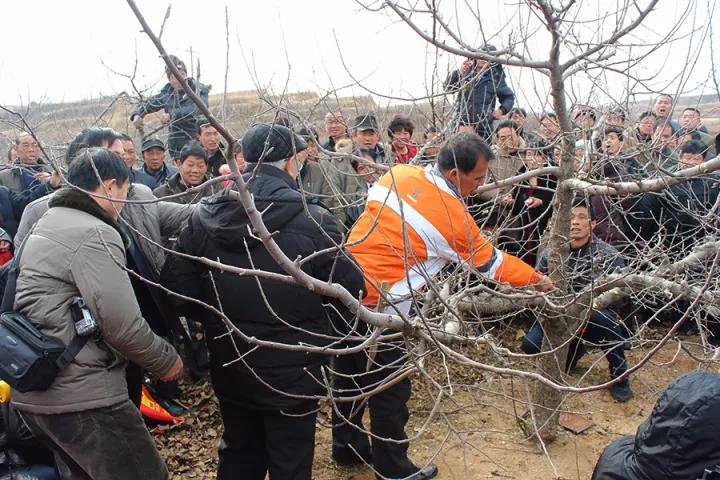 苹果树优质高产栽培管理技术视频,修剪苹果树12种最新修剪法