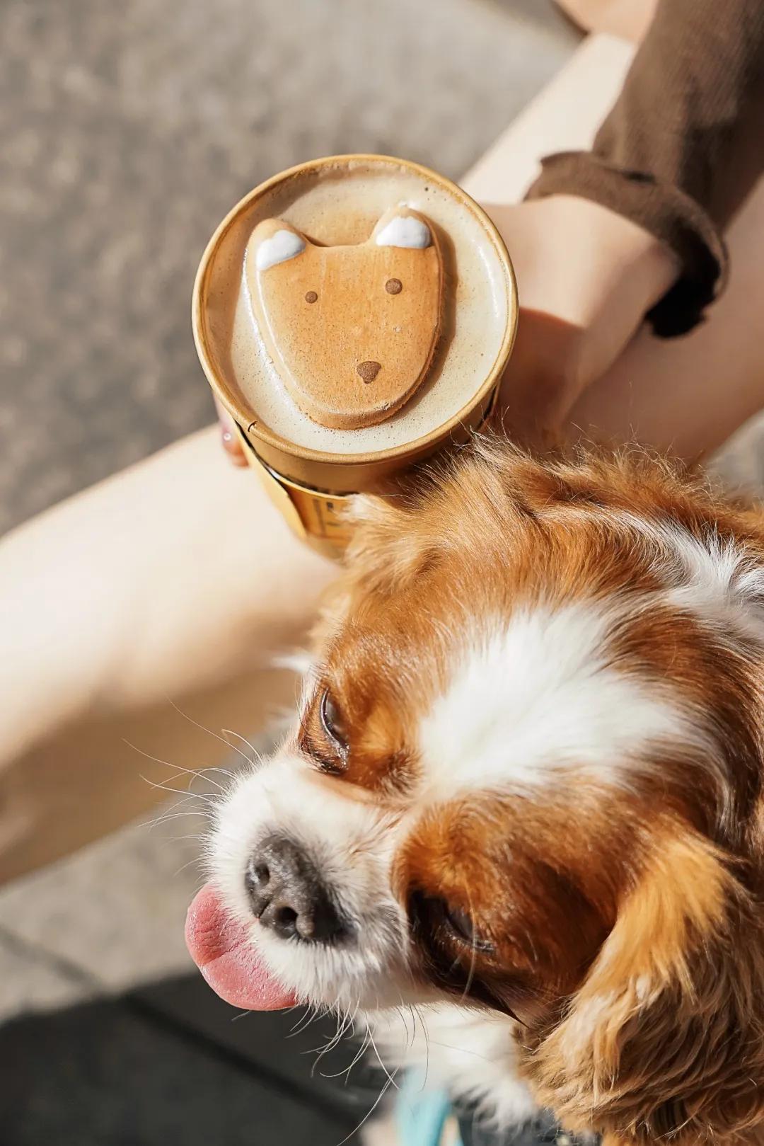 限量200万份，快来麦咖啡认领你的「专属萌宠」