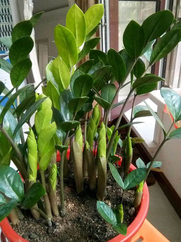 7种招财花春天爆芽,春节养6种招财花