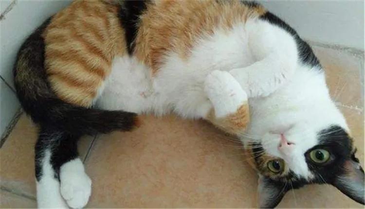 田园三花猫聪明吗,田园三花猫是招财猫吗