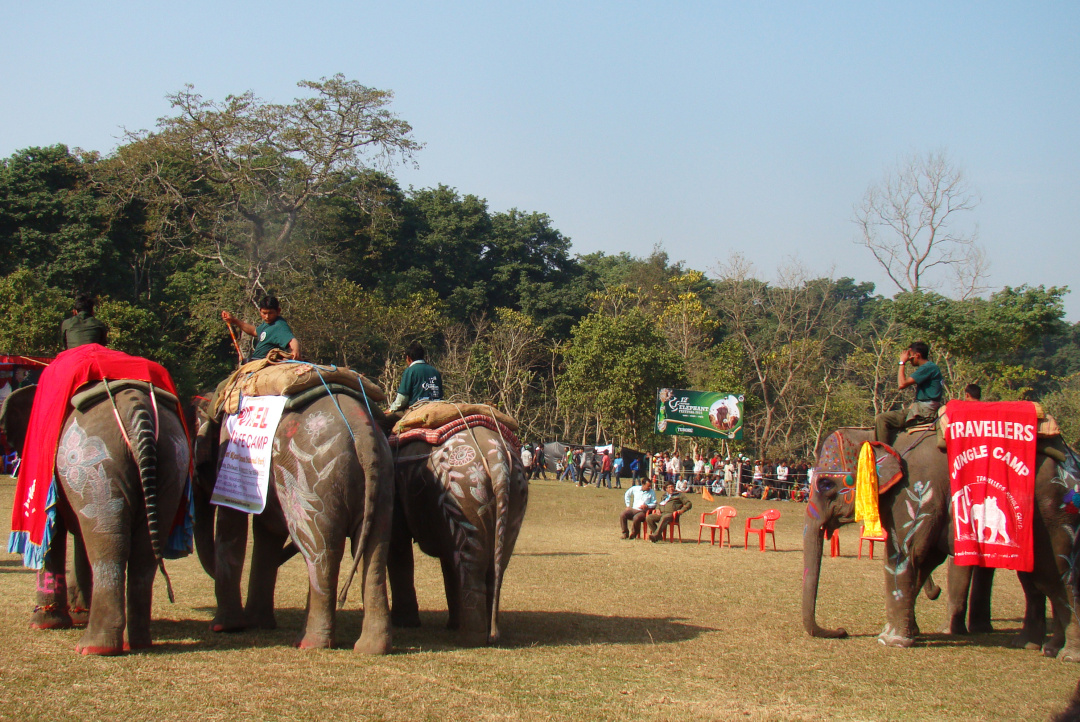 世界杯大象足球,大象足球比赛