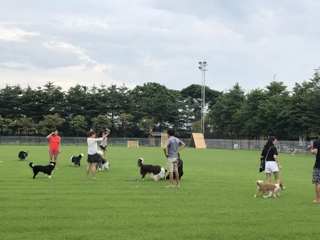 可以去玩的宠物乐园,1000平宠物乐园