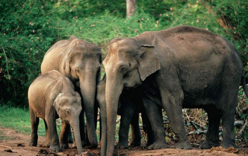 他叫辛巴，不是狮子王，8岁穿越12国：最好的教育，永远在路上