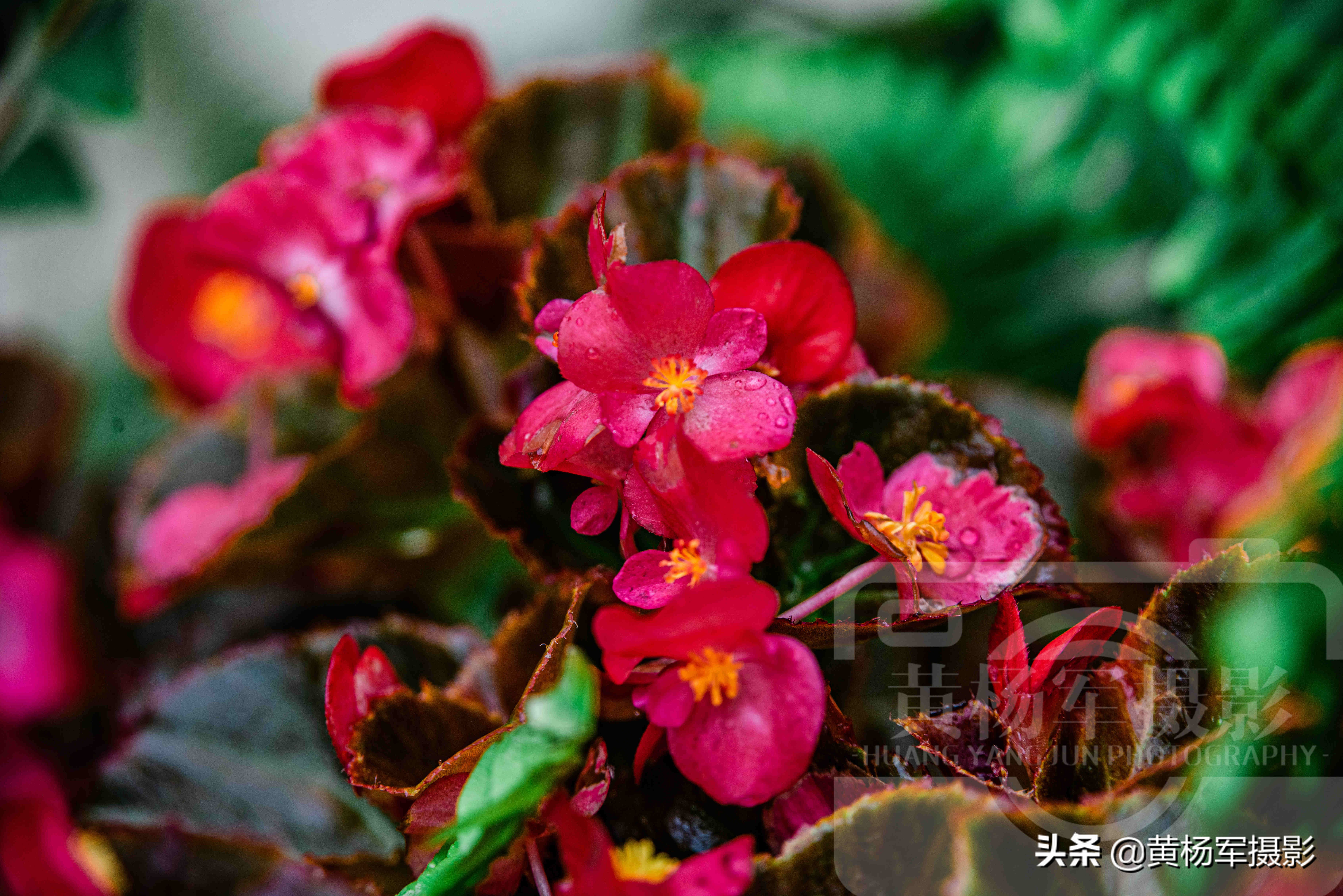 四季海棠花哪一种最漂亮,绚丽四季海棠花