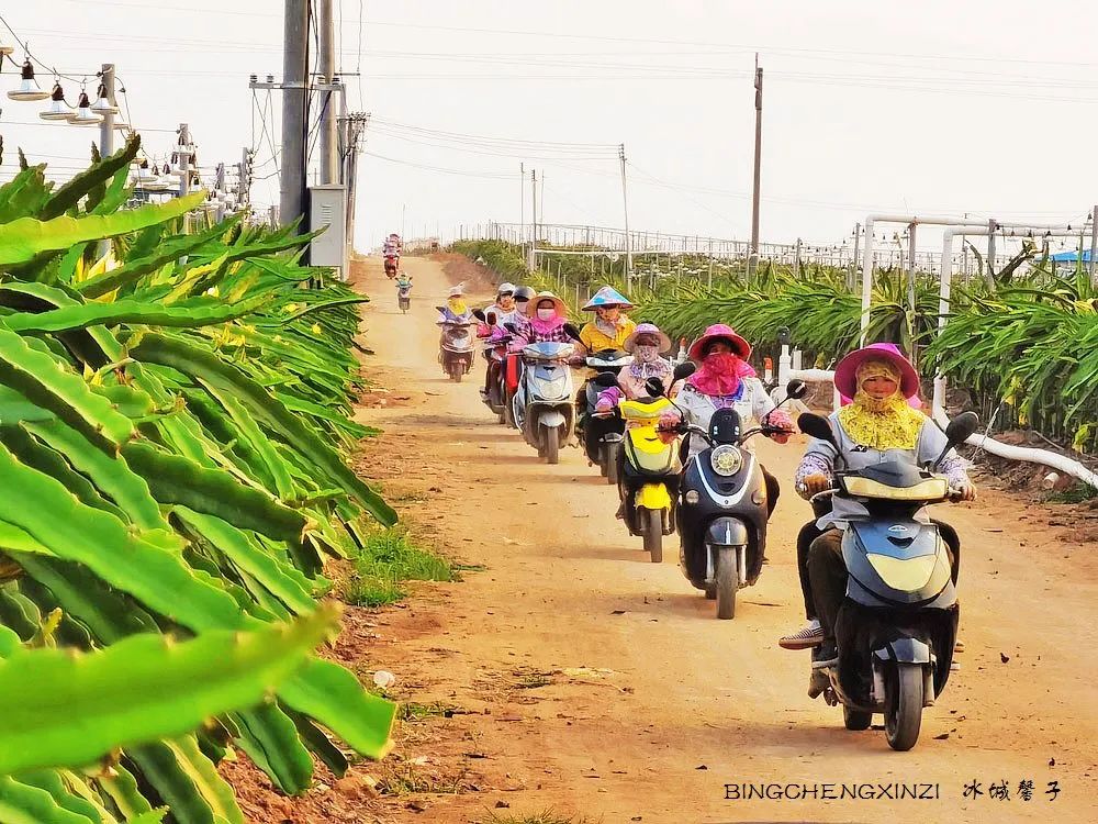做把“村姑”，走进海南灯火灿烂的火龙果园