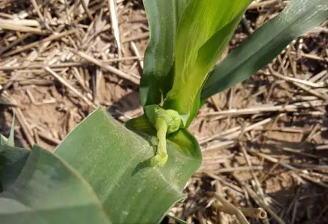 防治木虱蚜虫蓟马用什么药,蓟马粉虱虫害防治