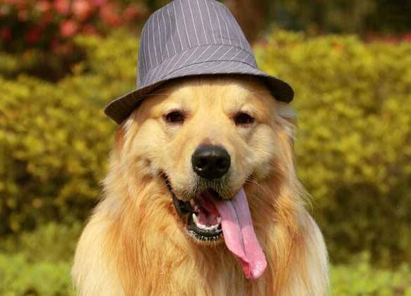 十大不建议养的小型狗,最难养的5种狗没想到第一名是它