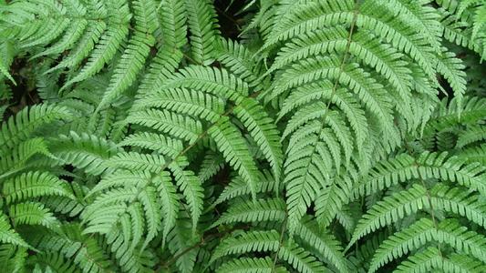 花艺插花常见花名有哪些,鲜花插花的技巧有哪些