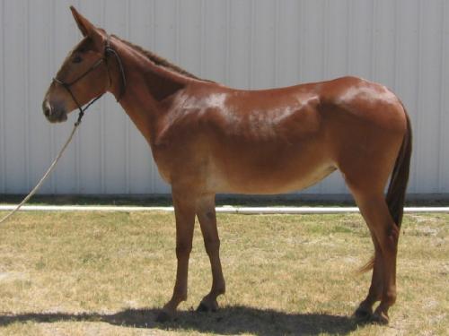 臭马肉香驴肉宁死不食,臭马肉香驴肉宁死不吃骡子