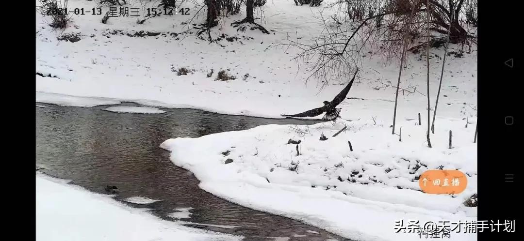这个工作很带劲儿：94年女孩，三年救了60只猛兽的命