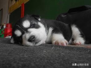 如何养好哈士奇？围观萌宠「二哈」速成记