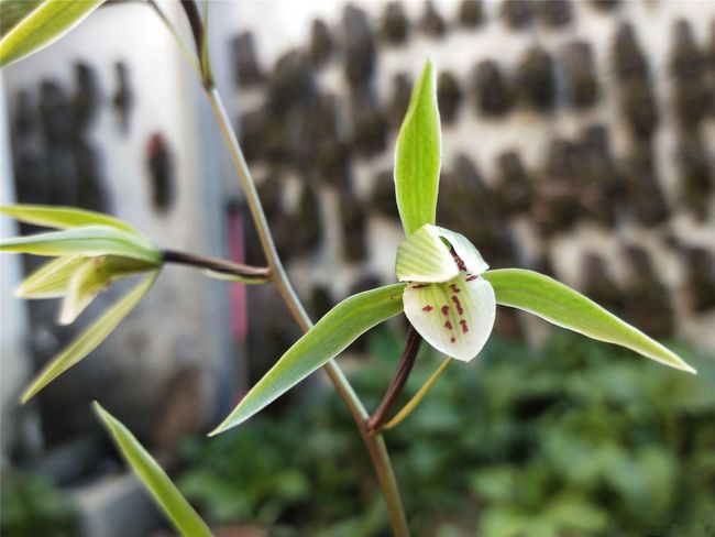 即香又好看又名贵的兰花,香味最好的兰花是哪个品种