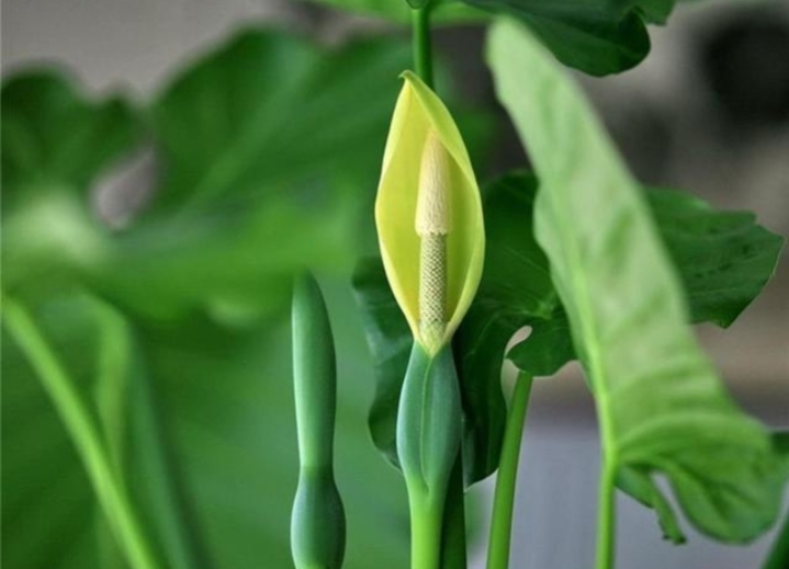 绿叶花卉滴水观音分类,植物滴水观音为何绿叶变黄