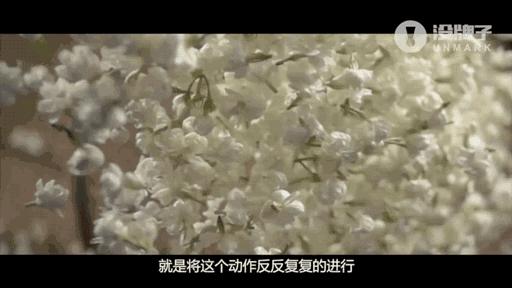 茉莉花茶到底是好茶还是烂茶,只有茉莉花茶是真正的花茶