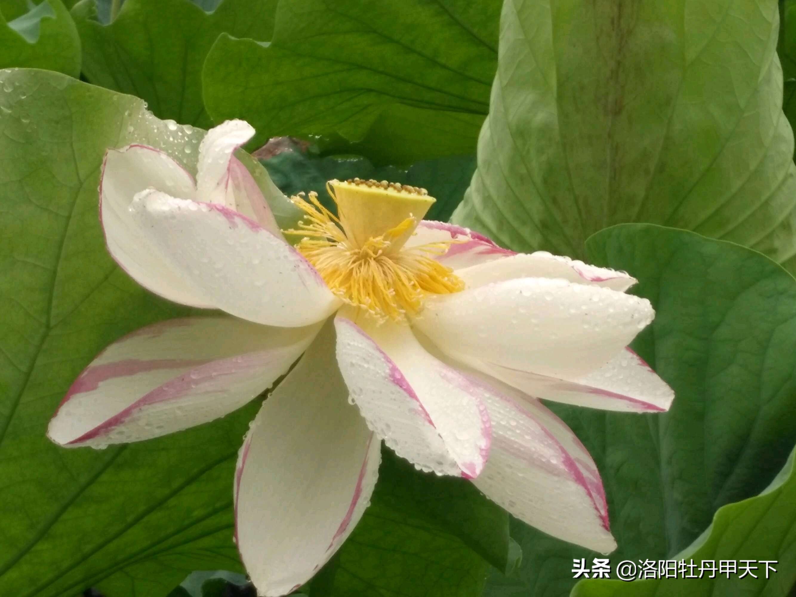 白马寺十八罗汉图,白马寺十八罗汉