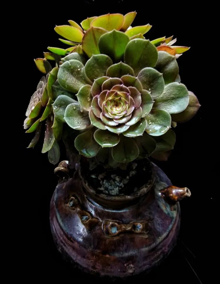 一盆仙人掌和一盆月季的故事,一个多肉的故事