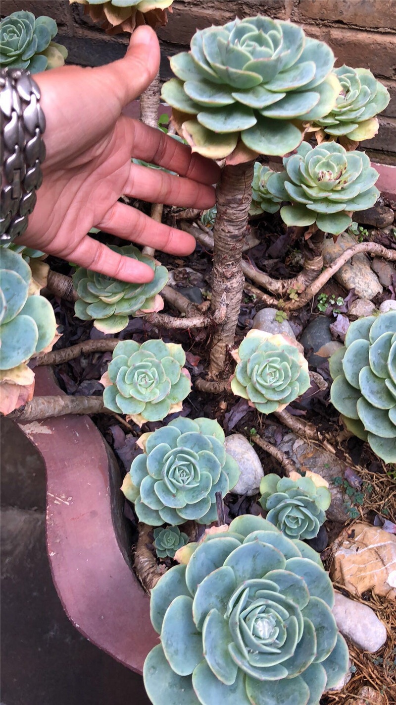 多肉变老桩？那要十几年，千金都难换！便宜的那叫“伪老桩”