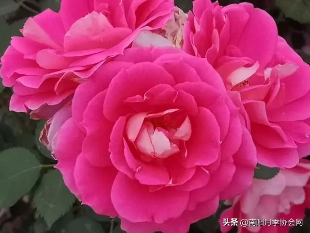 南阳月季欣赏的地方,南阳大月季