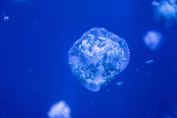 珠海长隆旅游攻略一天自由行,珠海长隆旅游攻略三天自由行