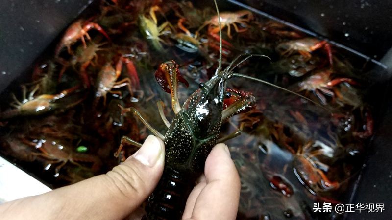 郑州油焖龙虾视频,吃最地道的油焖龙虾