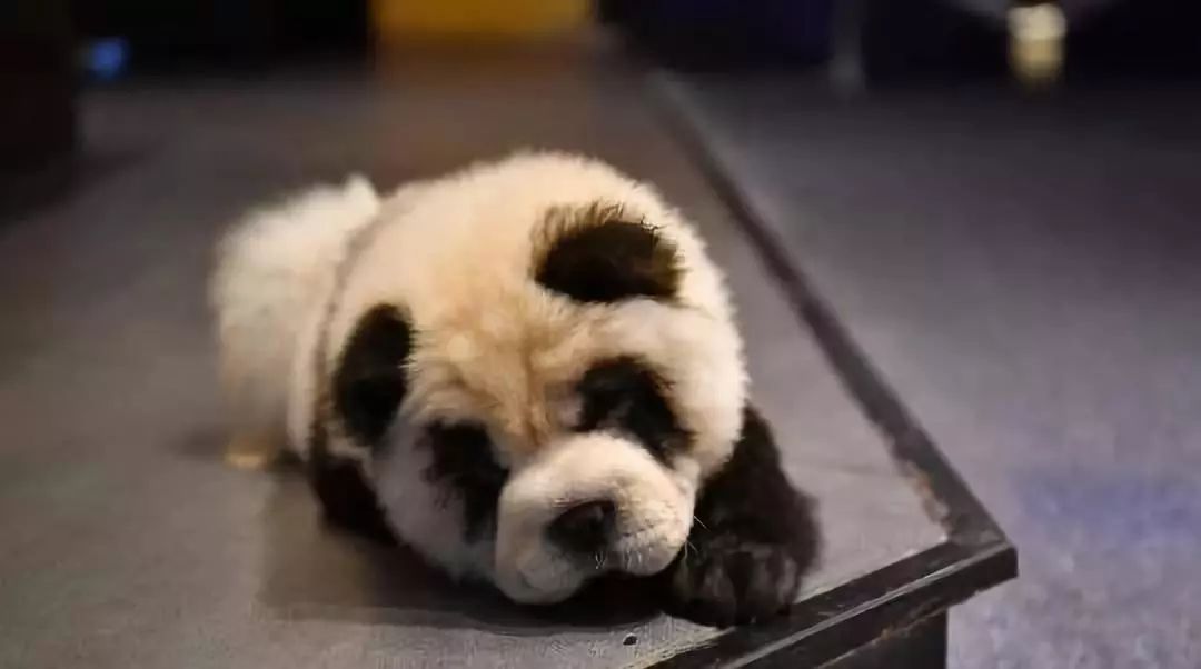 松狮犬染熊猫色宠物店,外国人松狮犬染色成熊猫