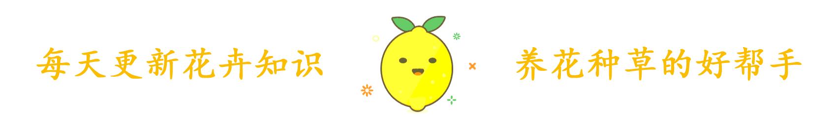 君子兰换土老根太大要不要剪掉,烂根君子兰怎么快速养根