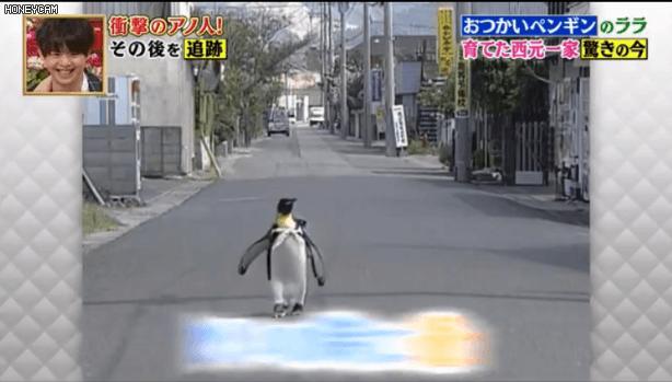 去世的企鹅复活,死去的企鹅