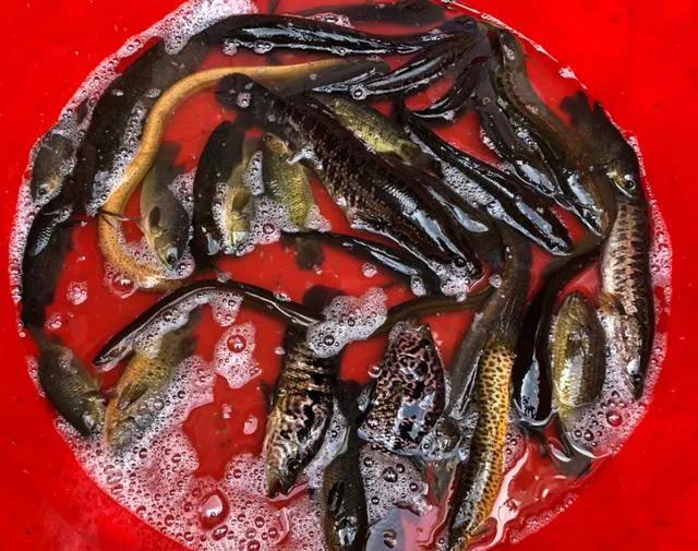 浑身带刺的鱼类似于泥鳅,像泥鳅背上带刺的是什么鱼