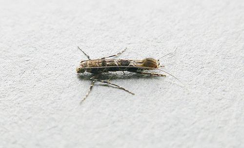 为啥桑葚杨梅里面的虫子特别多,杨梅荔枝泡出来的小虫子