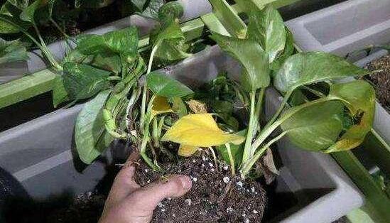 水培绿萝烂根叶子变黄怎么拯救,水培绿萝烂根黄叶家庭小妙招