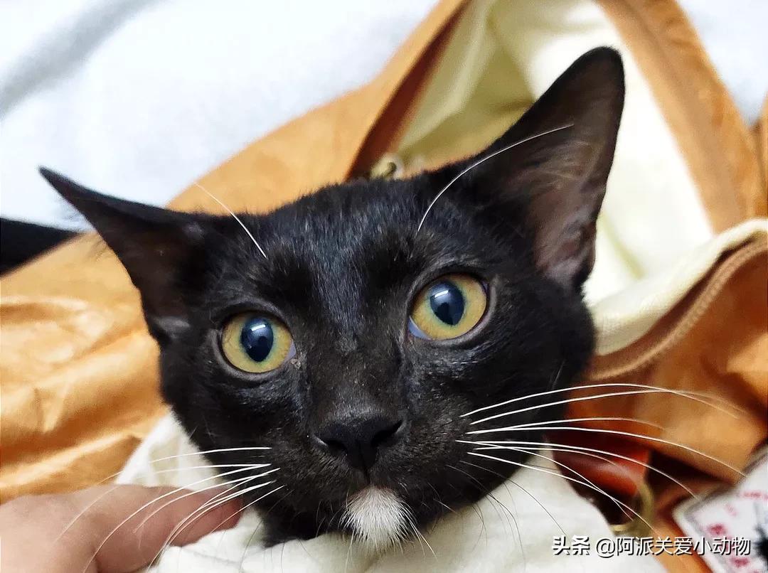 盖雪：信女愿一生荤素搭配，祈望这只拆家啊不，旺家猫找到新家